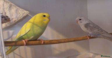 Budgerigars birds - Advert 13