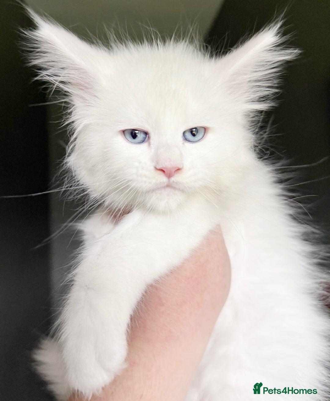 Maine Coon cats for sale: STUNNING LITTER OF ANDERPRIDE MAINE COONS  - Image 12