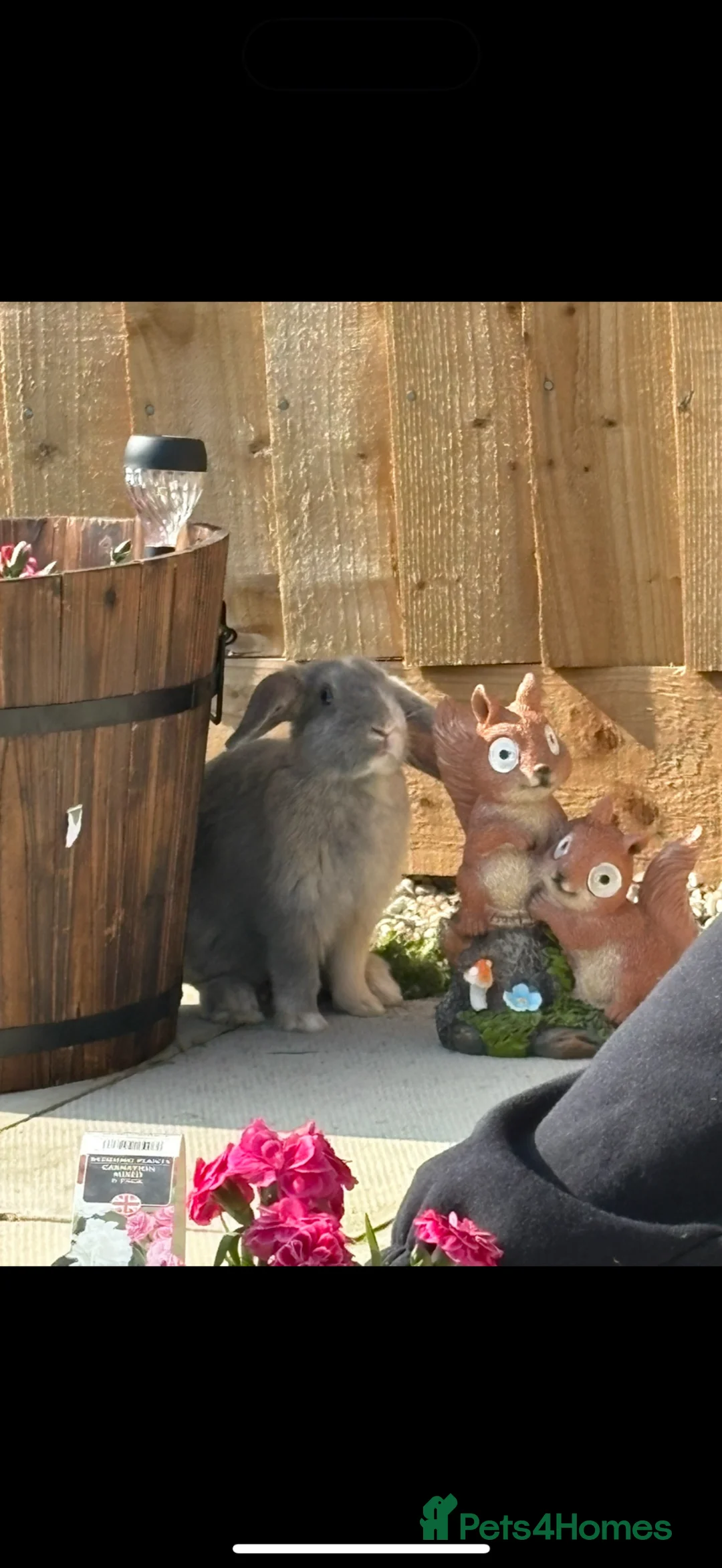 Mixed Breed rabbits for sale: 2 female rabbits - Advert 4