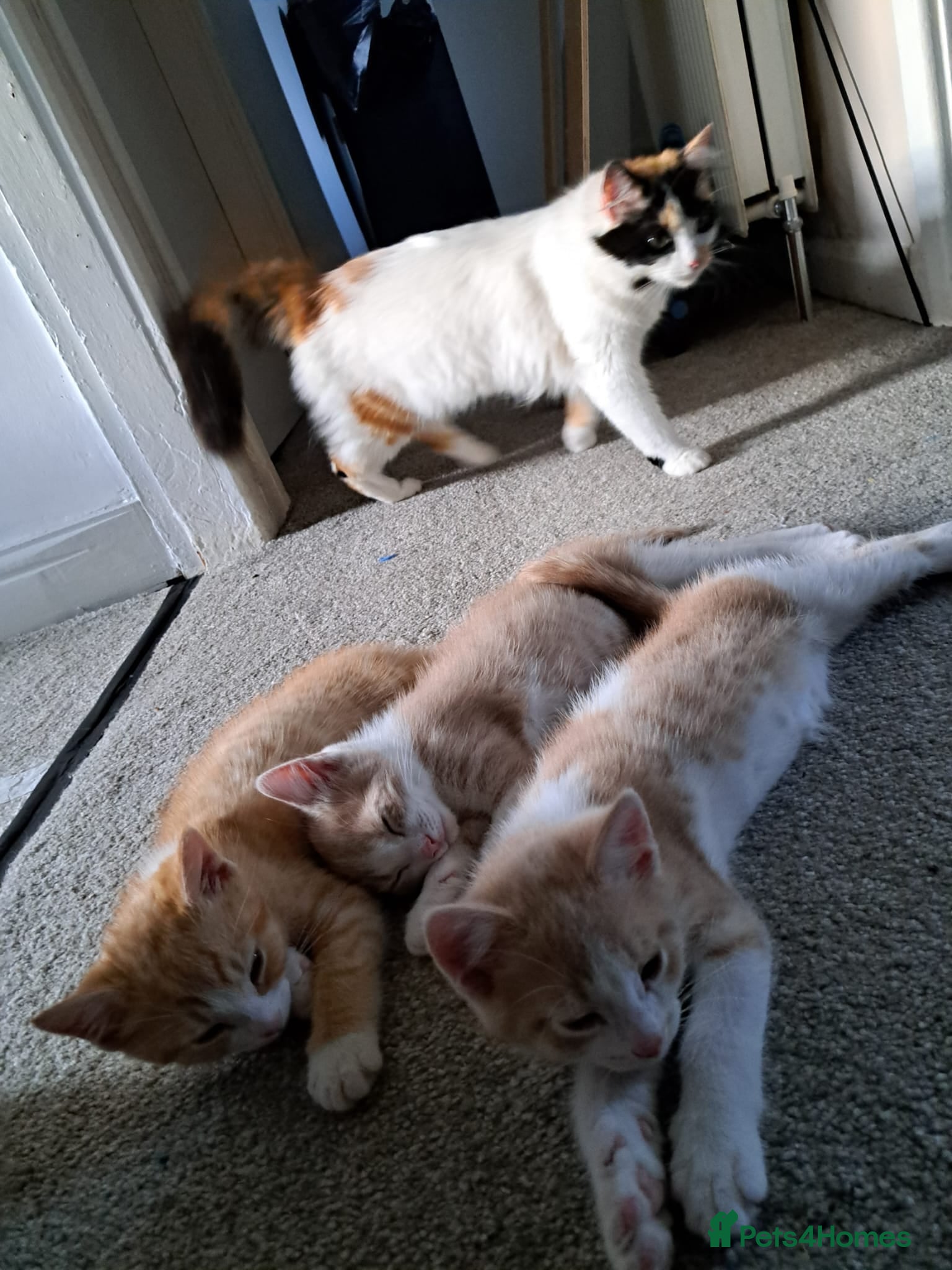 Mixed Breed cats 1/4 main coon kittens  - Advert 1