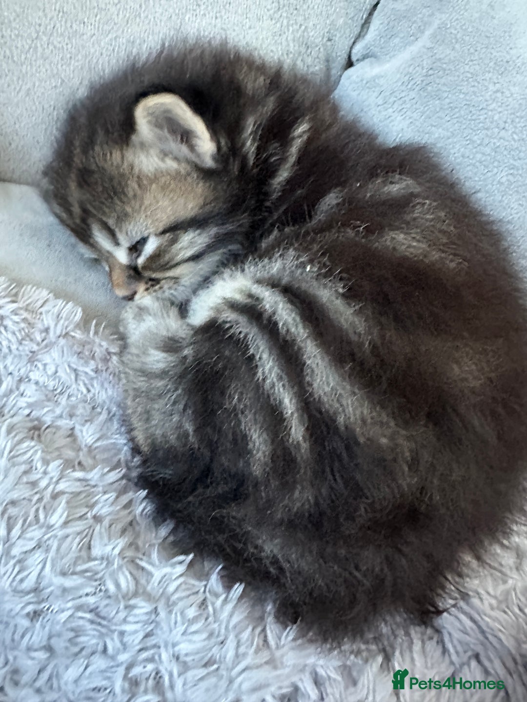 Mixed Breed cats for sale: Ragdoll Cross Kittens, 2 boys 1 girl - Advert 26