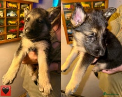 German Shepherd dogs German Shepard puppies - Advert 1