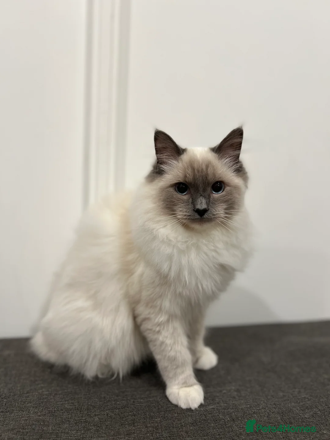 Ragdoll cats for sale: Ragdoll kitten – 7 months old - Advert 4