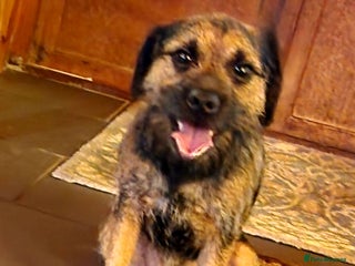 Border Terrier dogs Stunning Border terrier - Advert 10