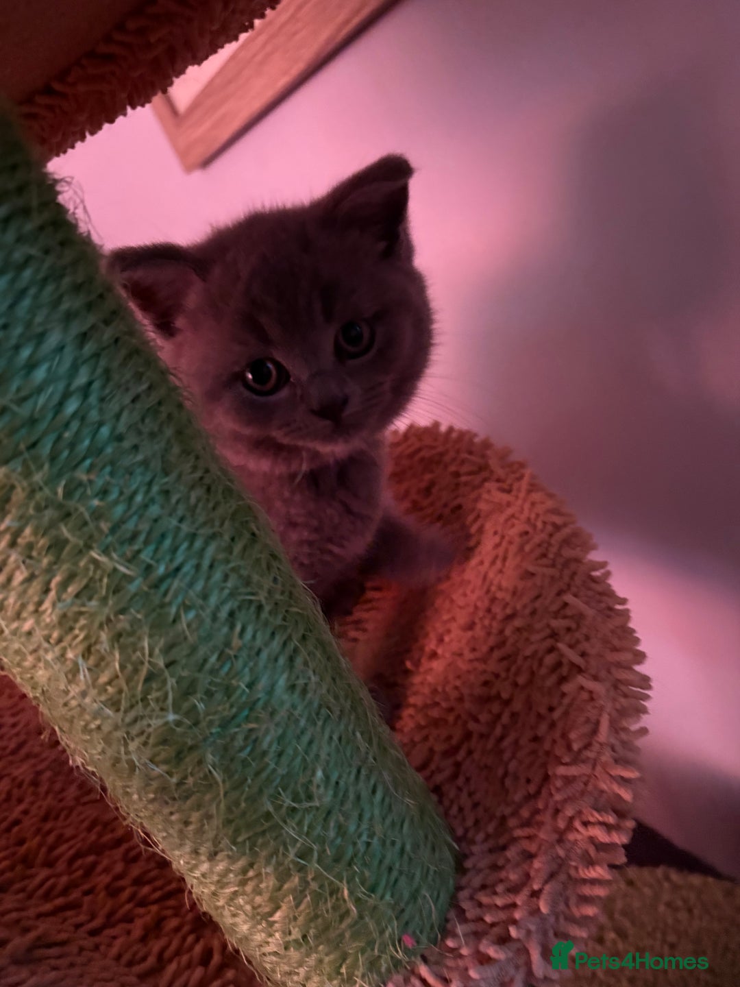 British Shorthair cats for sale: 6 Gorgeous British Shorthairs for sale  - Image 20