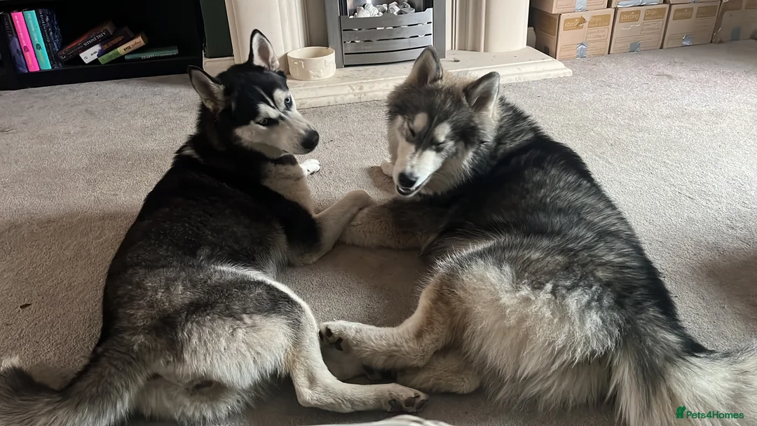 Siberian Husky dogs for sale: 10 month old Husky pups in Manchester - Advert 1