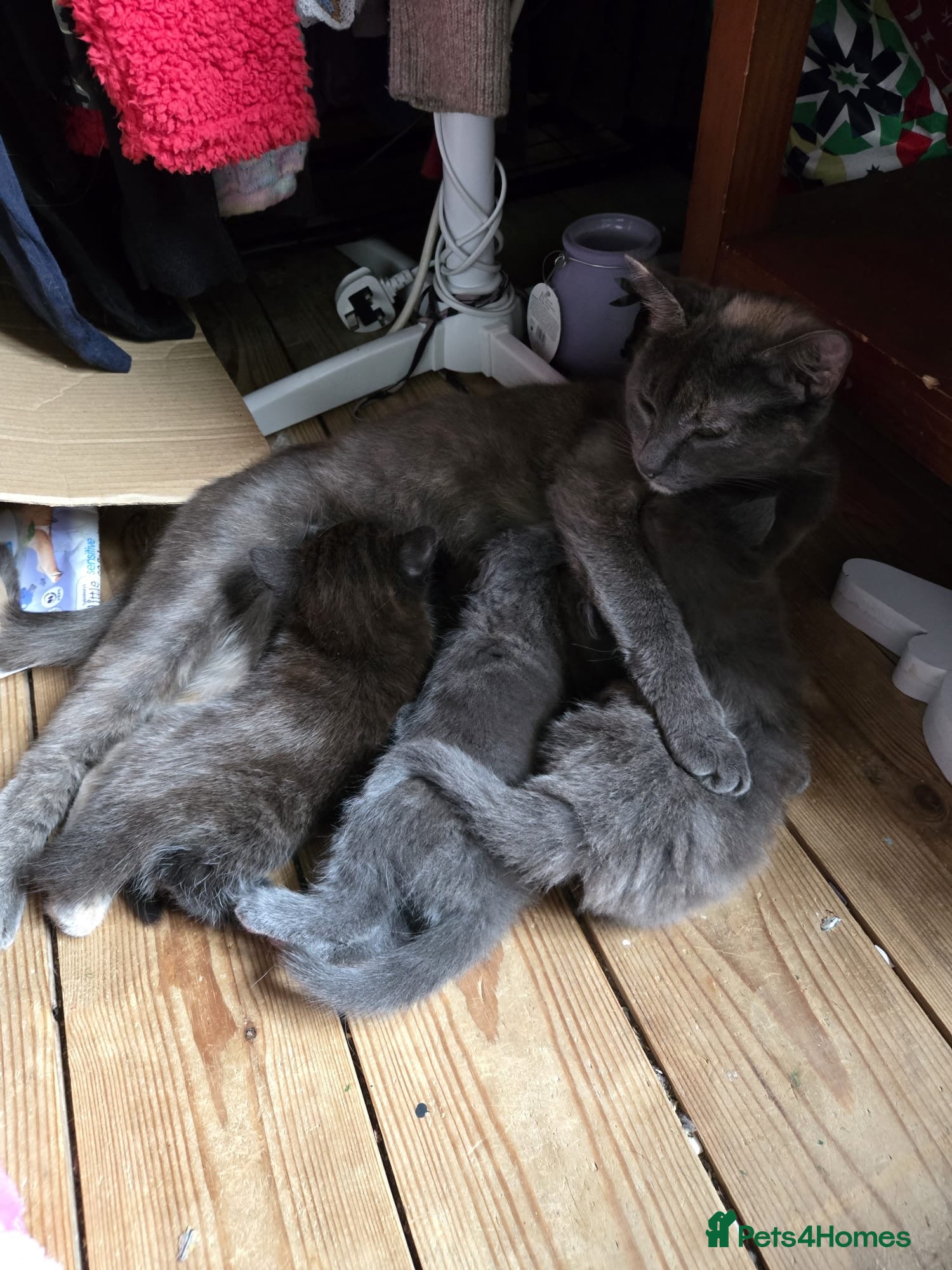 British Shorthair cats 3 beautiful kittens - Advert 14