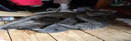 British Shorthair cats for sale: 2 beautiful kittens - Advert 1