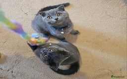 British Shorthair cats for sale: British Shorthair  - Image 10