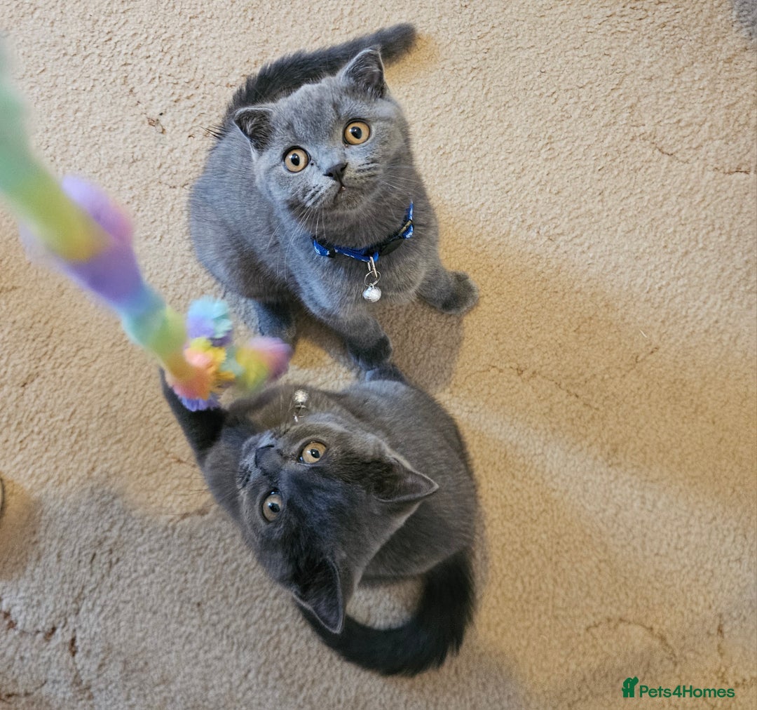 British Shorthair cats for sale: British Shorthair  - Image 10