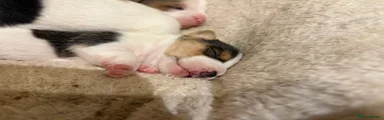 Jack Russell Puppy 2