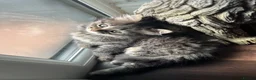 Siberian cats for sale: Siberian girl - Advert 16