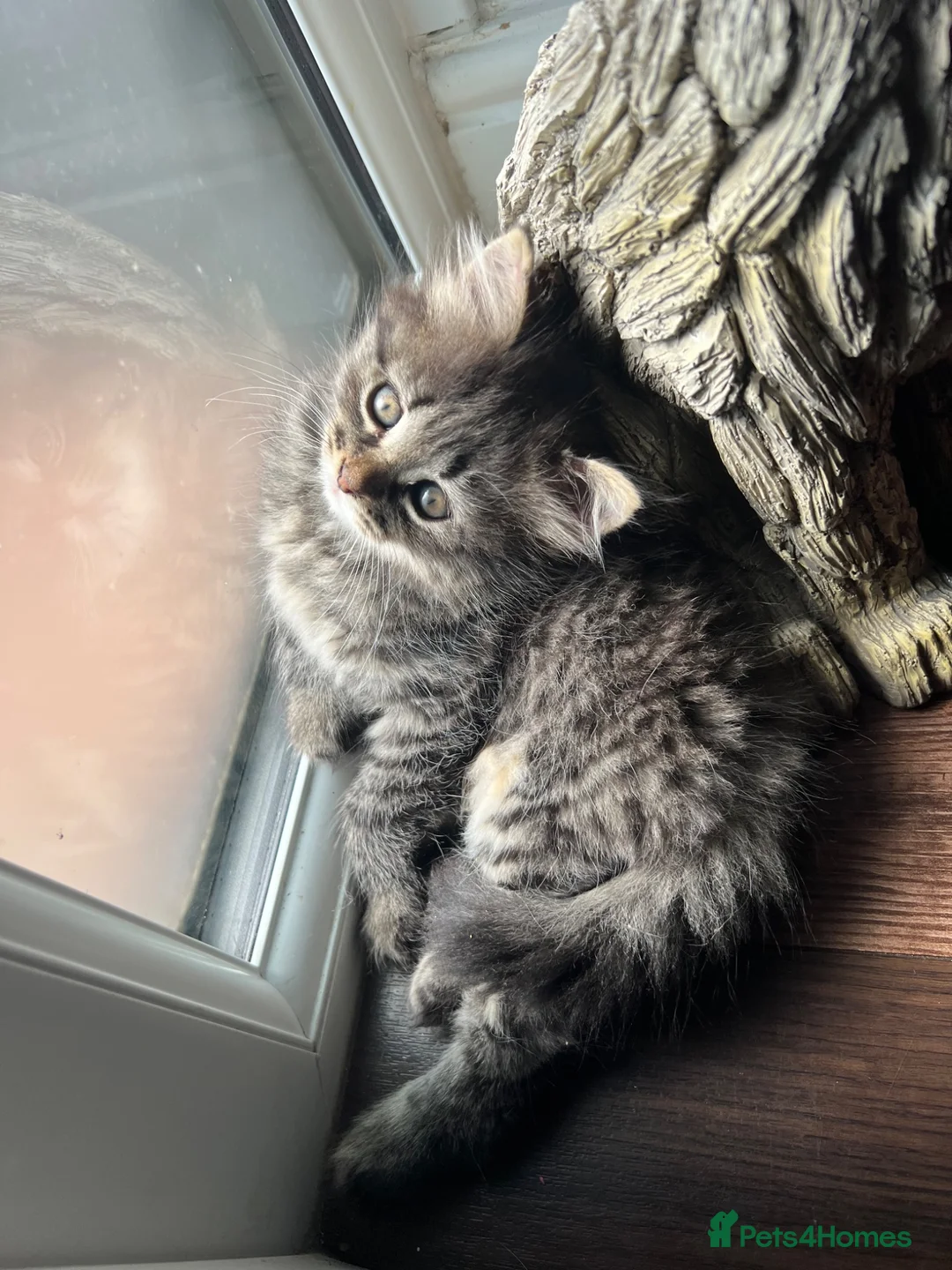 Siberian cats for sale: Siberian girl - Advert 16