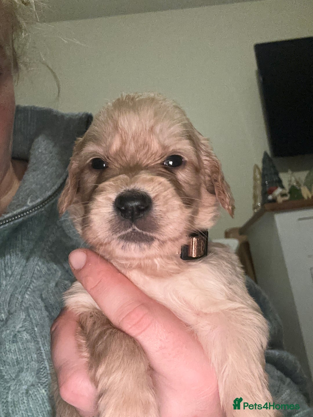 Mixed Breed dogs for sale: Golden Cocker Retriever Puppies  - Advert 20