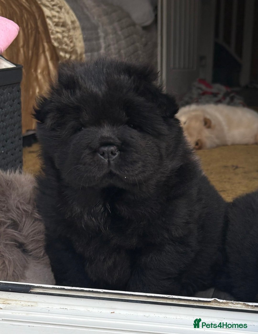 Chow Chow dogs for sale: Four Luxury Female ChowChows🐾 - Advert 19