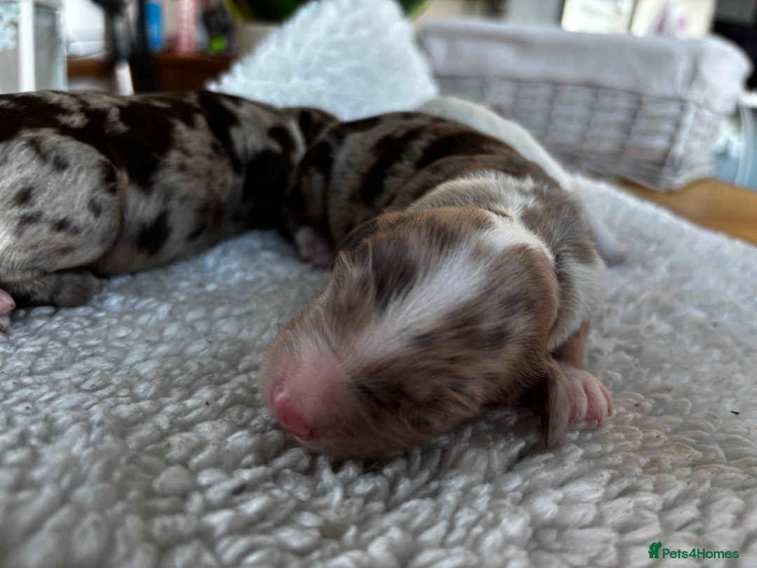 Sproodle dogs for sale: 🐾 Premium Sproodles - Merles & Stunning Parti 🐾 - Advert 6