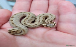 Snake reptiles for sale: Western Hognose CB25 babies  - Image 1