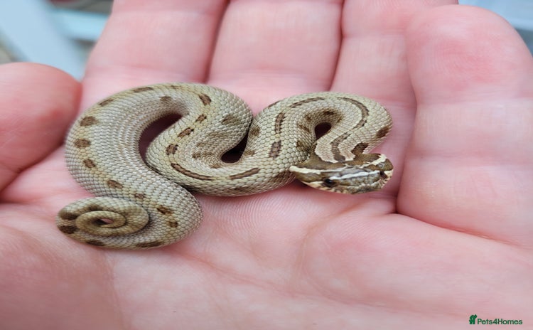 Snake reptiles - Advert 1
