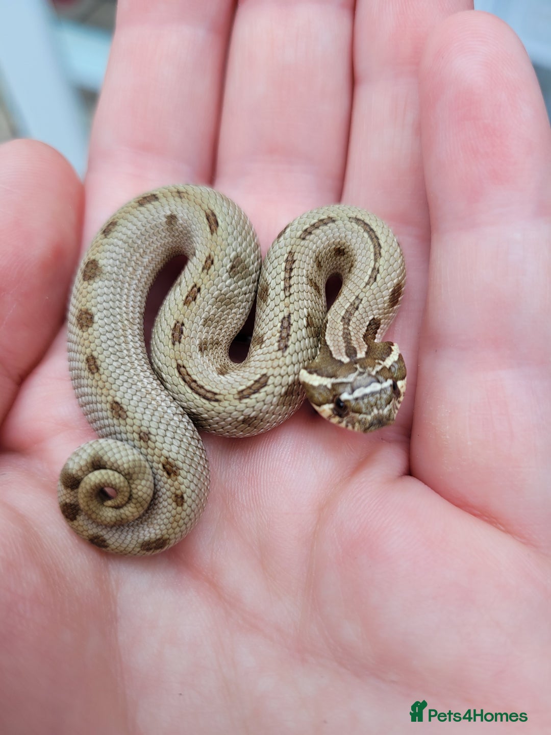 Snake reptiles for sale: Western Hognose CB25 babies  - Image 1