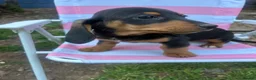 Miniature Dachshund dogs for sale: ***mini dachshunds*** in Nottingham - Advert 13