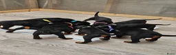 Dobermann dogs for sale: Gorgeous Full Pedigree Doberman puppies for sale  in Hull - Advert 14