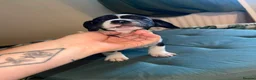 Mixed Breed dogs for sale: Gorgeous mixed collie-poodle-french mix  - Advert 16