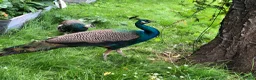 Peafowl poultry for sale: Indian Blue Peacocks for sale (3 males, 1 female)  in High Wycombe - Advert 2