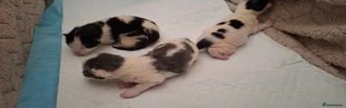 Mixed Breed Kitten 3