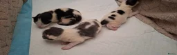 Mixed Breed cats for sale: 3 kittens  in Bury Saint Edmunds - Advert 4