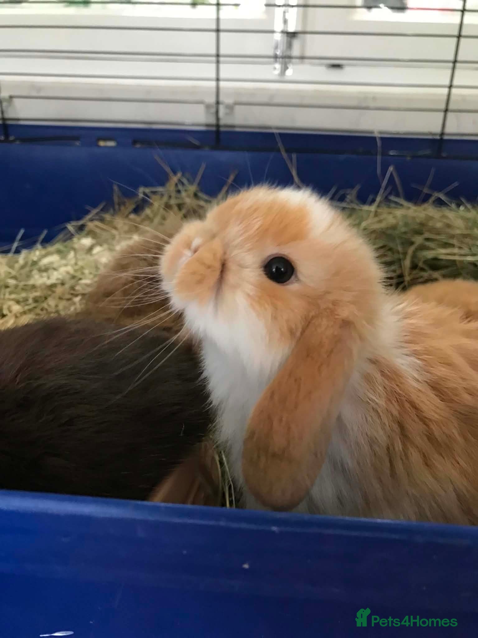 Mini Lop rabbits Mini lop baby bunnies - Advert 2