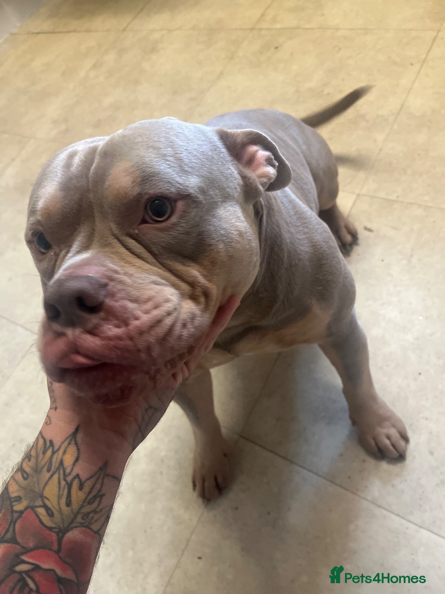 Shorty Bull dogs 2 year old micro bully Romeo for sale  - Advert 23