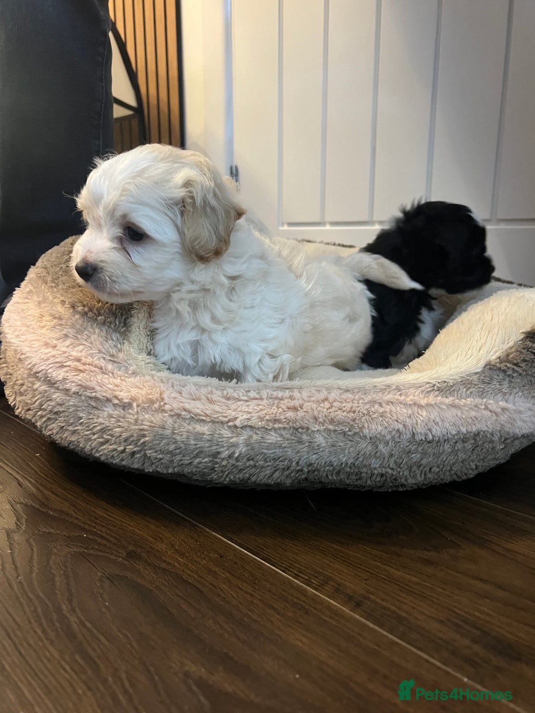 Mixed Breed dogs for sale: Havapoo/Chorkie mix - Advert 7