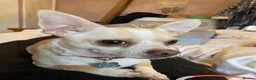 Chihuahua dogs for sale: Male deer head chihuahua - Advert 2