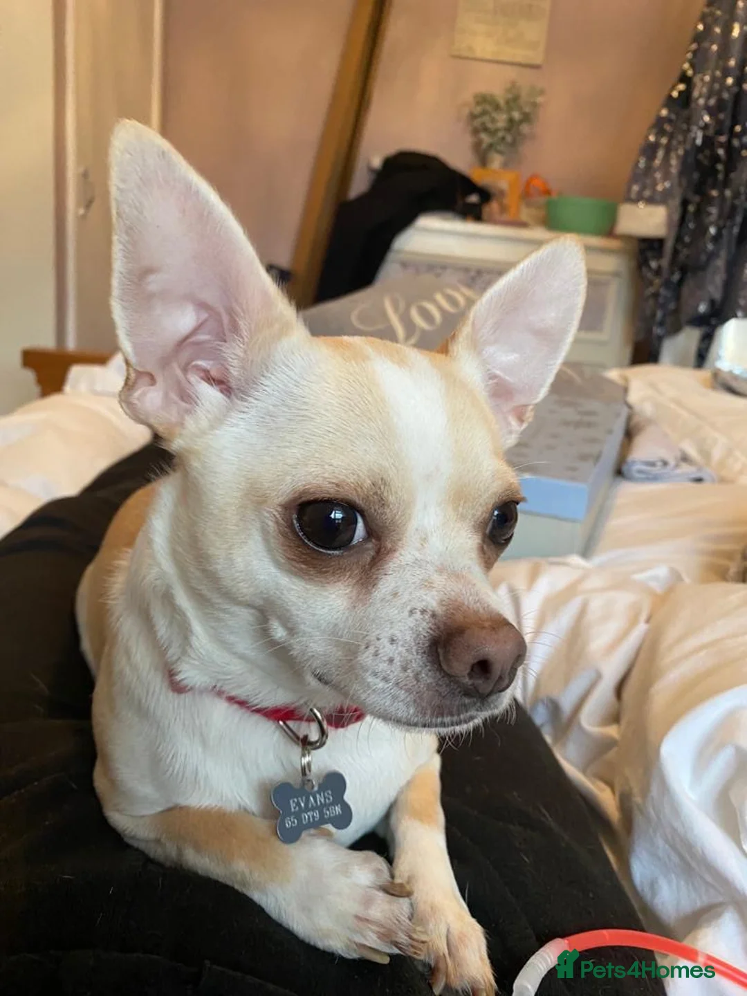 Chihuahua dogs for sale: Male deer head chihuahua - Advert 2
