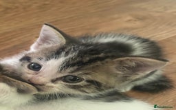 British Longhair cats for sale: Boy kitten for sale - Image 2