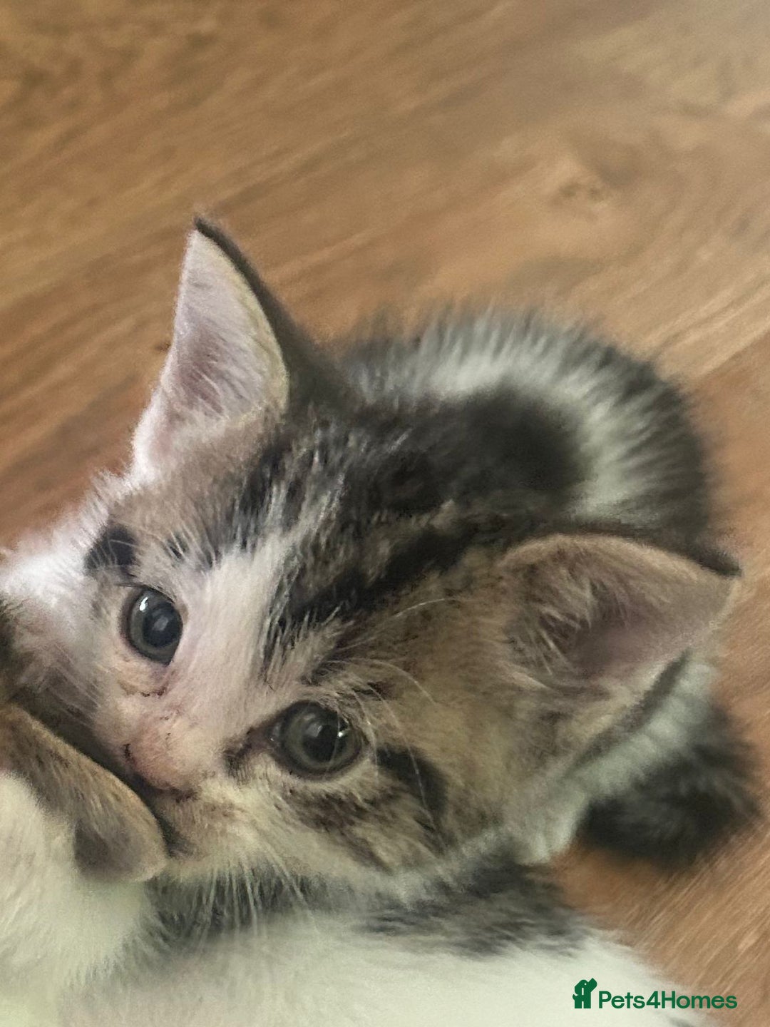 British Longhair cats for sale: Boy kitten for sale - Image 2