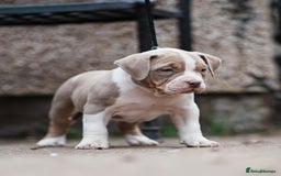American Bully dogs for sale: Champion Bloodline American Pocket Bully Puppies - Image 27