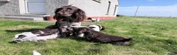 Cocker Spaniel dogs for sale: Spaniel Pups for sale - Advert 16