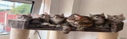 Maine Coon cats for sale: 🐈‍⬛Sweet bundle of Joy TICA register🐈‍⬛ - Advert 6