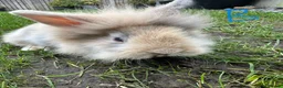 Lionhead rabbits for sale: Lionhead Rabbits For Sale  - Advert 3