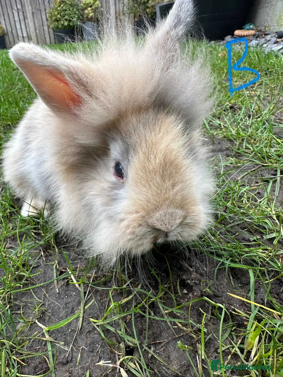 Lionhead rabbits for sale: Lionhead Rabbits For Sale  - Advert 3