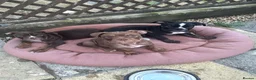 Olde English Bulldogge dogs for sale: Olde English bulldogs - Advert 3