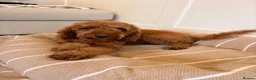 Labradoodle dogs for sale: LICENSED BREEDER TOY MINIATURE LABRADOODLES   - Advert 5
