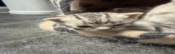 Domestic Shorthair cats for sale: Silver Tabby Kittens  - Advert 13