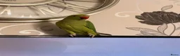 Parrots birds for sale: Ringnecked parrot - Advert 5