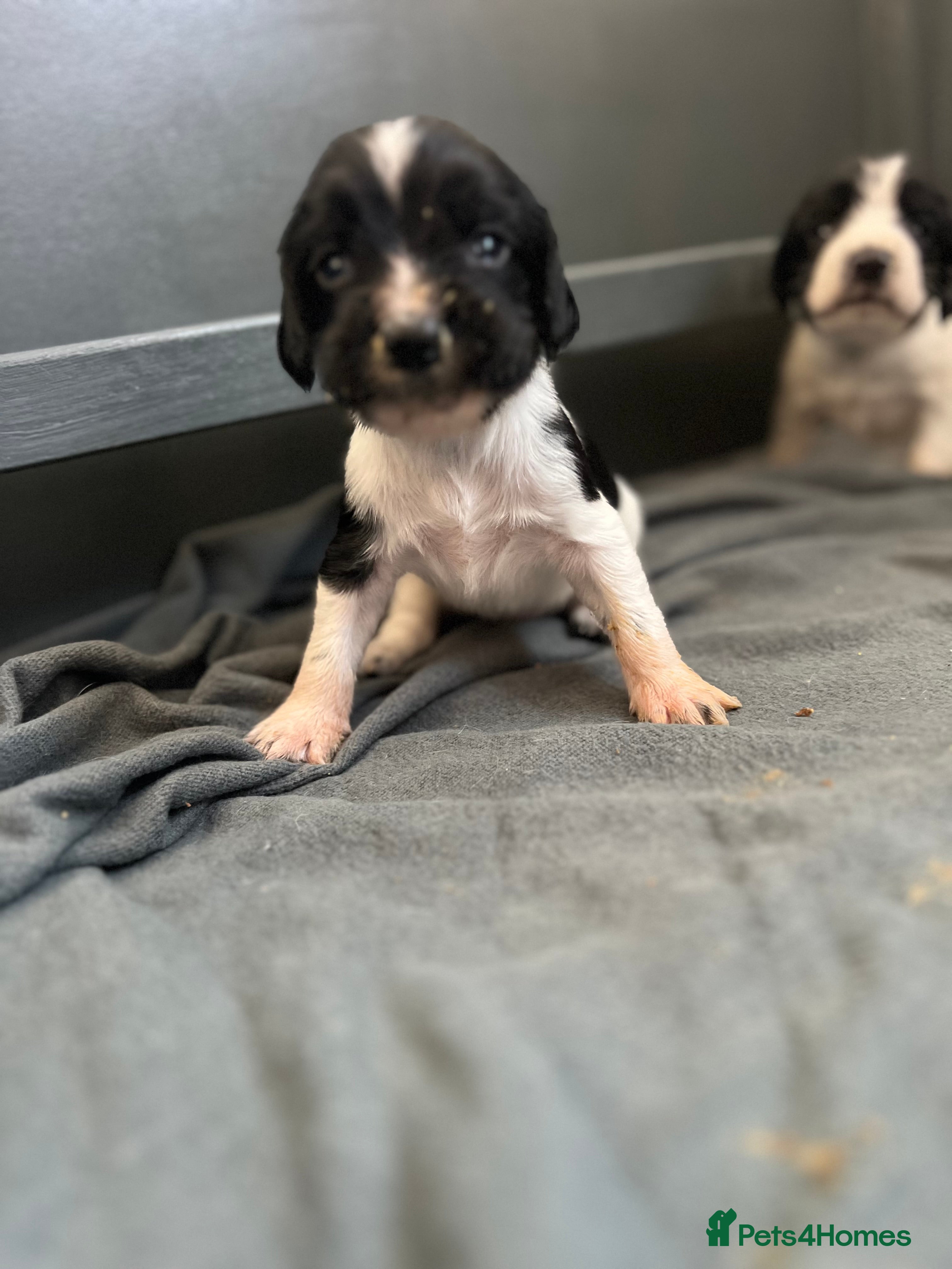 Sprocker dogs Sprocker Puppies with Exceptional working lines - Advert 2