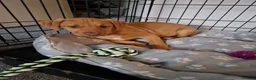 Mixed Breed dogs for sale: 6 month old pup up for rehoming in Ipswich - Advert 2