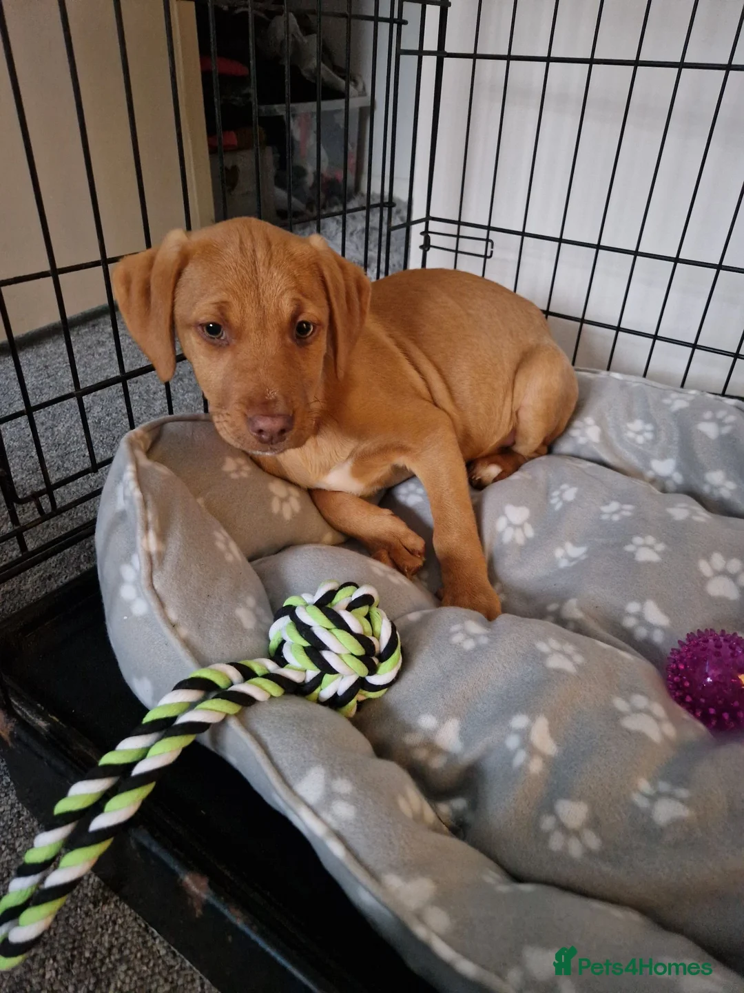 Mixed Breed dogs for sale: 6 month old pup up for rehoming in Ipswich - Advert 2