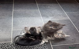 Bengal cats for sale: Bengal Tabby kittens - Image 8