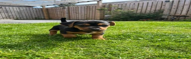 Jack Russell Puppy 1